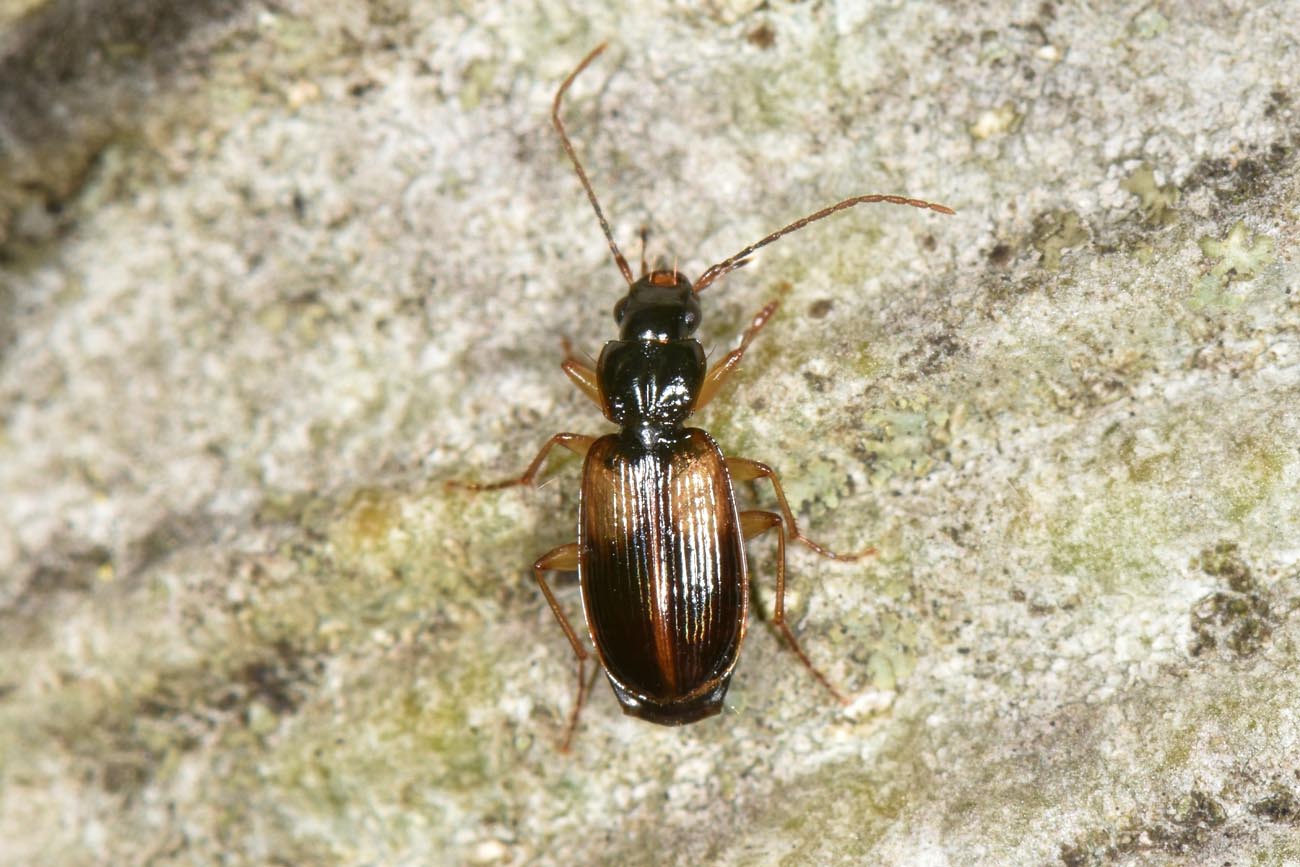 Carabidae: Acupalpus sp? no, Badister sodalis